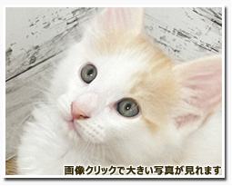 ノルウェージャンフォレストキャット