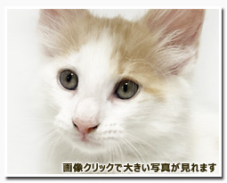 ノルウェージャンフォレストキャット