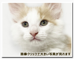 ノルウェージャンフォレストキャット