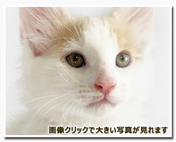 ノルウェージャンフォレストキャット