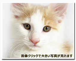 ノルウェージャンフォレストキャット