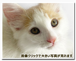 ノルウェージャンフォレストキャット