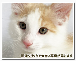 ノルウェージャンフォレストキャット