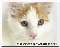 ノルウェージャンフォレストキャット