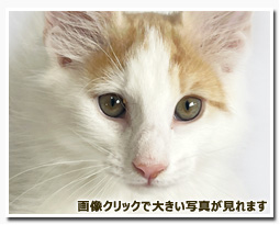 ノルウェージャンフォレストキャット