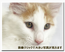 ノルウェージャンフォレストキャット