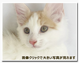 ノルウェージャンフォレストキャット