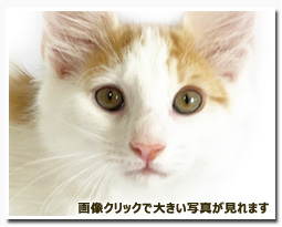 ノルウェージャンフォレストキャット