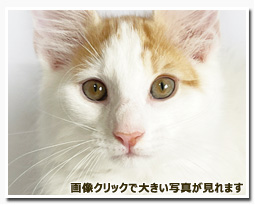 ノルウェージャンフォレストキャット