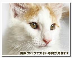 ノルウェージャンフォレストキャット