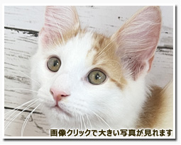 ノルウェージャンフォレストキャット