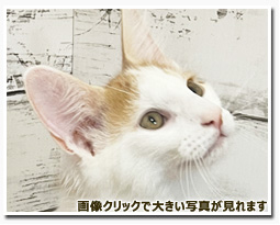 ノルウェージャンフォレストキャット