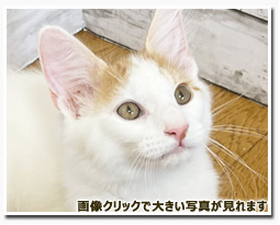 ノルウェージャンフォレストキャット