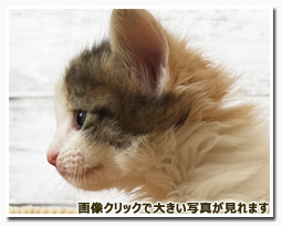 ノルウェージャンフォレストキャット