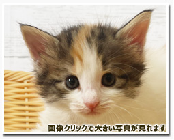 ノルウェージャンフォレストキャット