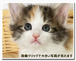 ノルウェージャンフォレストキャット