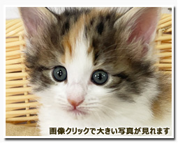 ノルウェージャンフォレストキャット