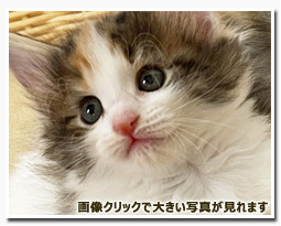 ノルウェージャンフォレストキャット