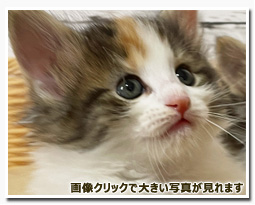 ノルウェージャンフォレストキャット