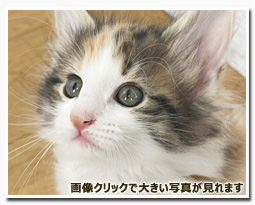 ノルウェージャンフォレストキャット