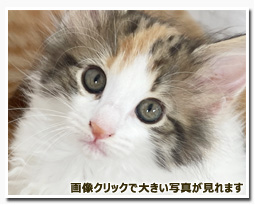 ノルウェージャンフォレストキャット