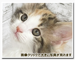 ノルウェージャンフォレストキャット