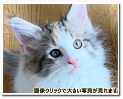 ノルウェージャンフォレストキャット