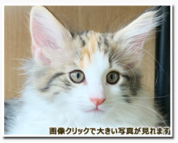 ノルウェージャンフォレストキャット