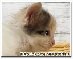 ノルウェージャンフォレストキャット