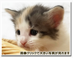 ノルウェージャンフォレストキャット