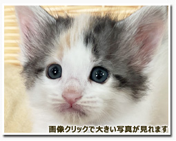 ノルウェージャンフォレストキャット