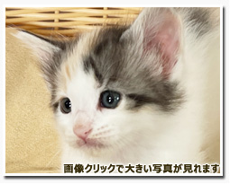 ノルウェージャンフォレストキャット