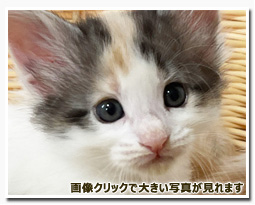 ノルウェージャンフォレストキャット