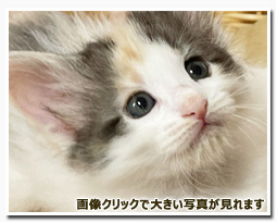 ノルウェージャンフォレストキャット