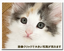 ノルウェージャンフォレストキャット