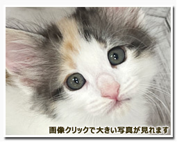 ノルウェージャンフォレストキャット