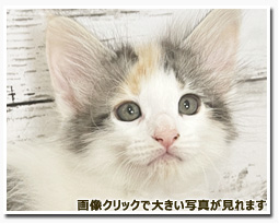 ノルウェージャンフォレストキャット