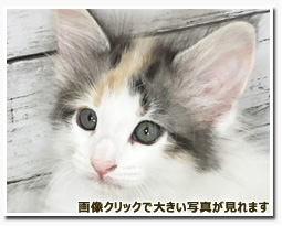 ノルウェージャンフォレストキャット