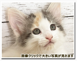 ノルウェージャンフォレストキャット