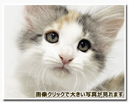 ノルウェージャンフォレストキャット