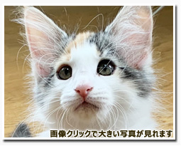 ノルウェージャンフォレストキャット