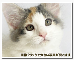 ノルウェージャンフォレストキャット