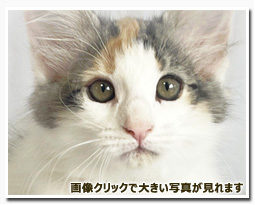 ノルウェージャンフォレストキャット