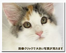 ノルウェージャンフォレストキャット