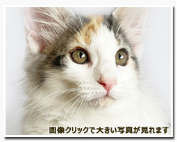 ノルウェージャンフォレストキャット