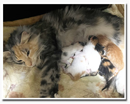 ノルウェージャンフォレストキャット