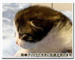 ノルウェージャンフォレストキャット