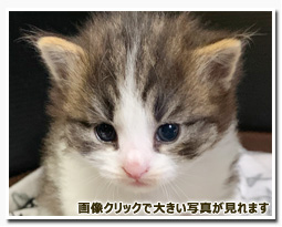 ノルウェージャンフォレストキャット