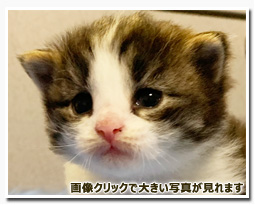 ノルウェージャンフォレストキャット