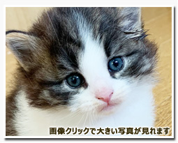 ノルウェージャンフォレストキャット